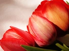 Tulipany, Czerwone, Makro