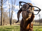 Koza, Okulary
