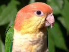 Papuga, Kolorowa, Zielone Tło