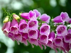 Kwiaty, Naparstnica purpurowa