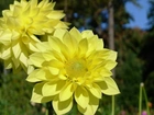 Kwiaty, Dalie, Żółte