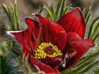 Sasanka, Czerwony, Kwiat