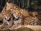 Trzy, Jaguary