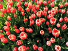 Tulipany, Kwiaty