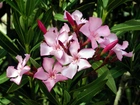 Różowy, Oleander