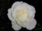 Kwiat, Biała, Róża