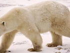 Niedźwiedź, Polarny, Śnieg