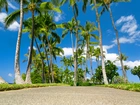 Park, Tropikalny, Palmy, Obłoki, Hawaje