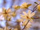 Magnolia, Białe, Kwiaty, Krzew