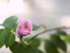 Róża, Kwiat
