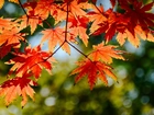 Jesień, Kolorowe, Liście