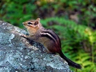 Skała, Chipmunk