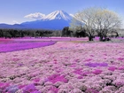 Fuji, Japonia