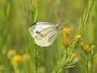 Motyl, Bielinek, Biały, Owad