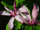 Przyroda, Rośliny, Kwiaty, Magnolia