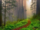 Las, Mgła, Ścieżka