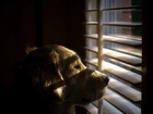Pies, Okno, Żaluzje