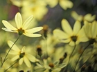 Żółte, Kwiaty, Kosmea