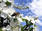 Kwitnące, Drzewo, Pszczoła, Wiosna