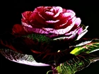 Kapusta, Róża