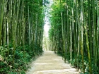 Las, Bambusowy, Ścieżka