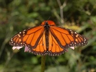 Motyl, Monarch