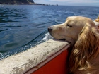 Pies, Morze, Łódz