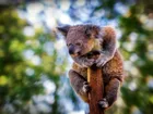 Koala, Drzewo