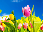 Tulipany, Kolorowe, Kwiaty, Wiosna