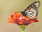 Motyl, Monarch, Kwiat