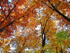 Jesień, Niebo, Gałęzie, Drzew