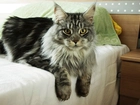 Kotek, Maine Coon, Łóżko