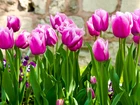 Purpurowe, Tulipany