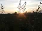 Trawa, Zachód słońca