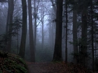 Las, Ścieżka, Mgła