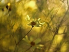 Żółta, Margerytka, Kwiaty