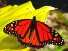 Motyl, Monarch