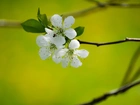 Wiosna, Drzewko Owocowe, Kwiat Wiśni