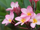 Bladoróżowe, Kwiaty, Plumeria