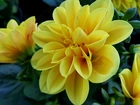 Kwiaty, Żółte, Dalie