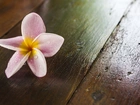 Plumeria