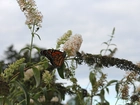 Motyl, Monarch, Budleja, Liście, Lato