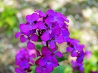 Lunaria, Fioletowe, Kwiaty