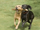 Psy, Labrador Retriever, Przyjaciele, Zabawa, Kij, Łąka