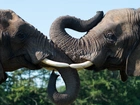 Słonie, Trąby, Głowy