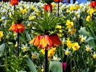 Fritillaria, Szachownica, Kwiaty, Lato, Ogród