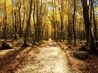 Jesień, Las, Drzewa, Liście, Ścieżka