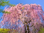 Wiosna, Kwitnące, Drzewo