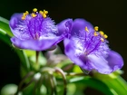 Tradescantia, Fioletowy, Kwiat, Makro