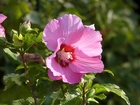 Liliowy, Hibiskus, Liście